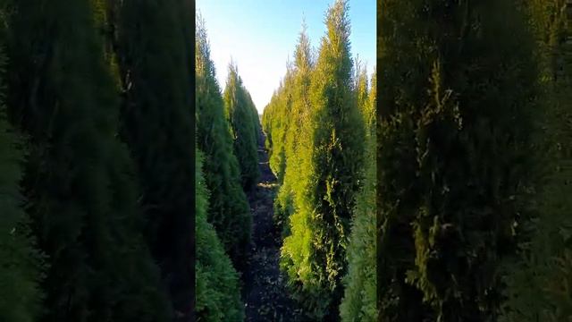 Туя СМАРАГД #туя #туясмарагд #туякрупномер смотреть онлайн