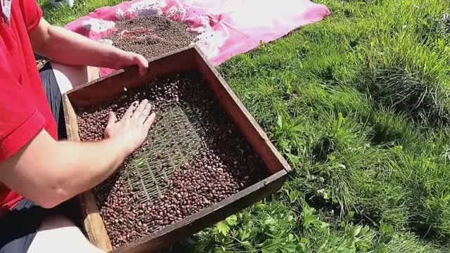Собираем кедровую шишку.Добываем кедровый орех .Лесной житель