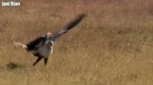 Птица - секретарь. Грациозная УБИЙЦА ЗМЕЙ! Даже Кобры их боятся...