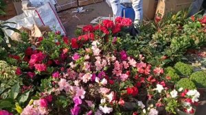 Azalea Plants Jade Plants Purple Kale Plants Fitonia & Other Flower Plants At Bagbazar Sakher Hat