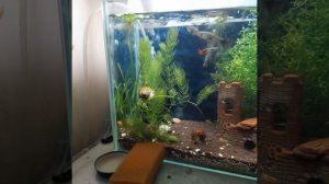 КАК ПОДДЕРЖИВАТЬ ЧИСТУЮ ВОДУ В АКВАРИУМЕ? / Чистая вода в аквариуме! #аквариум #чистаявода