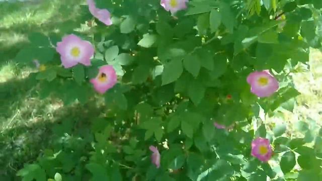 Шиповник цветёт