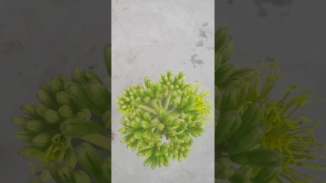 Agave plant mein beautiful flower(1) смотреть онлайн