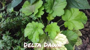 Гейхера сорт Delta Dawn сменила свой окрас