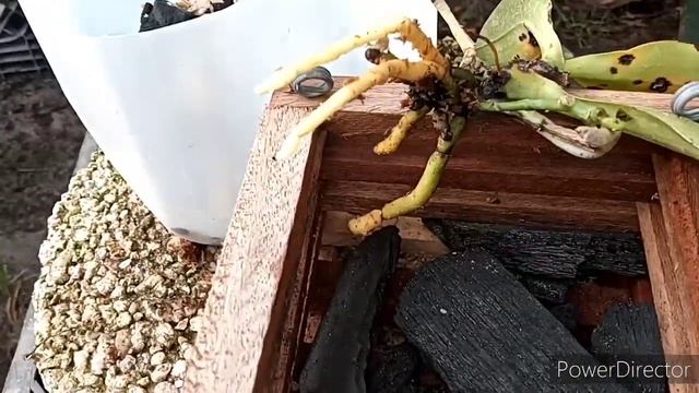 Phalaenopsis Rescue/Repot Phalaenopsis lueddemanniana #rescueorchid смотреть онлайн