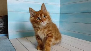 Красные бобтейлы котята