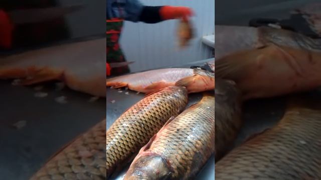 Как чистят рыбу (сазана, карпа) в Атырау смотреть онлайн