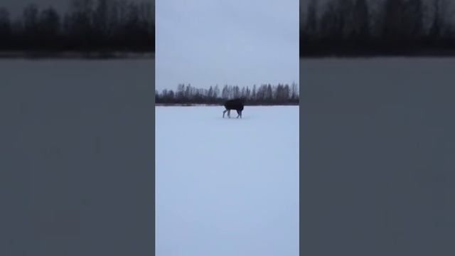 Томский охотник - пацифист(1)