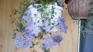Кампанула Чирилло. Обзор цветения.