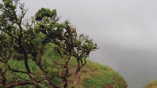 Путешествие на Гавайи, остров Оаху (Hawaii, Oahu Island) [Запрещенная тропа Stairway To Heaven]