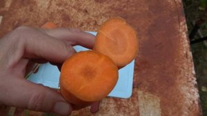 Морковь для тяжелой почвы. Обзор двух сортов от сбора до зимнего потребления