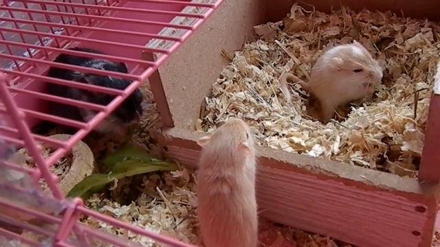 Детки монгольской мышки-песчанки