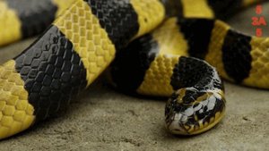 Самая Агрессивная Змея в Мире