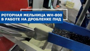 Роторная мельница WH-800 в процессе измельчения черной ПНД-дроблёнки