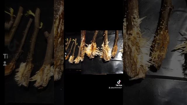 Инжир от черенка до саженца. смотреть онлайн