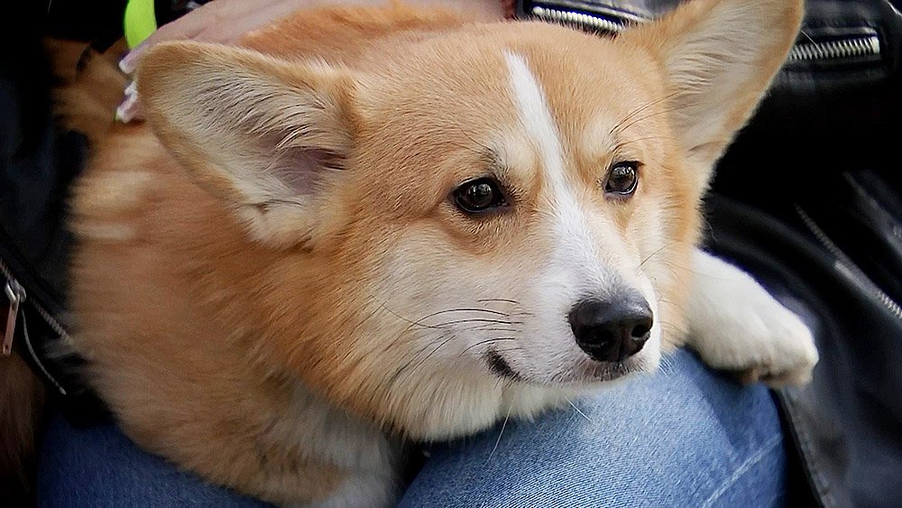 Московские ветеринары спасли корги-сладкоежку / Город новостей на ТВЦ