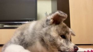 щенок акита ину