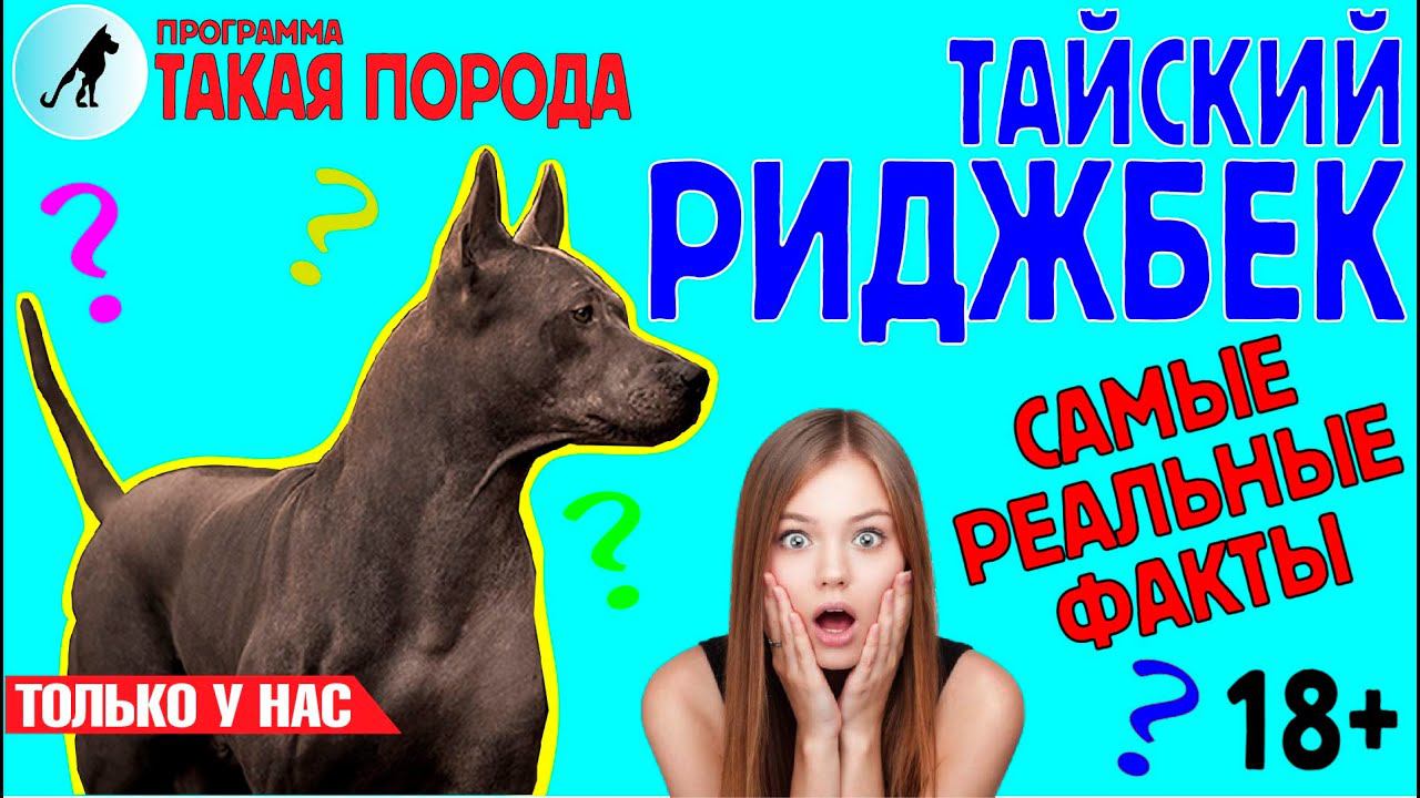Такая порода. Тайский риджбек смотреть онлайн