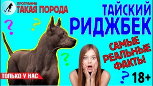 Такая порода. Тайский риджбек