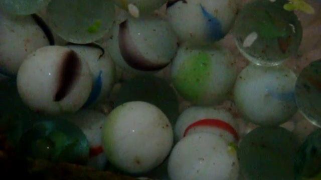 Pink Brachydanio rerio - Pembe zebra ve yavruları смотреть онлайн