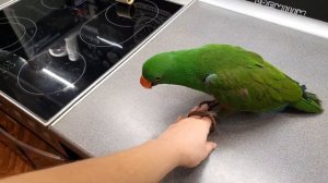 Попугай Эклектус разговаривает. Уронил на себя шумовку. Кот играет сам с собой.