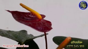 Aramon Anthurium | අඩුම මිලට | Lovely NATURE