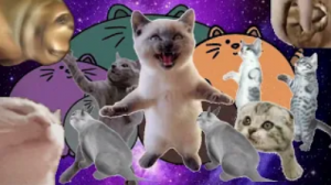 ХОЧУ КОТА - ПЕСНЯ