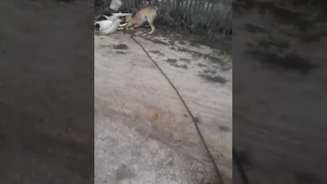 Арлан жарлы смотреть онлайн