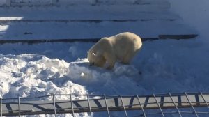 ВЫПУСК'2 Белый медвежонок якутского зоопарка март'2017