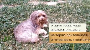 Русская цветная болонка. Подрощенный щенок - какой он?