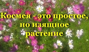 Космея - это простое, но изящное растение