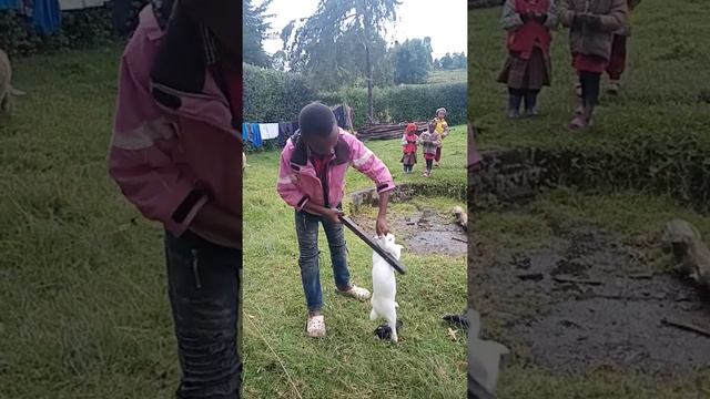 Village boy slaughtered 4rabbits смотреть онлайн