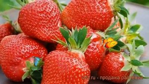 Земляника садовая Флер (fragaria ananassa flair) ? Флер обзор: как сажать, рассада земляники Флер