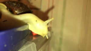 Где живут мои 🐌 улитки?