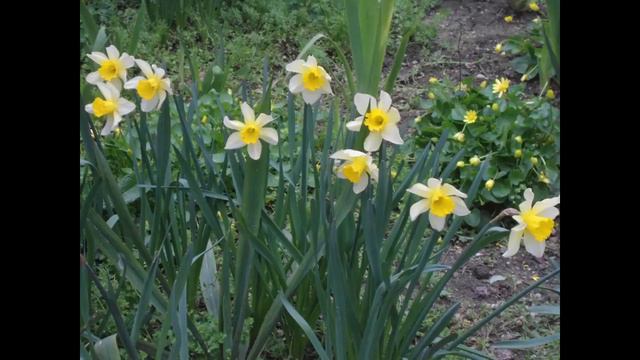 Цветение весны - фото Надежды Бурцевой - Новороссийск 2018 смотреть онлайн