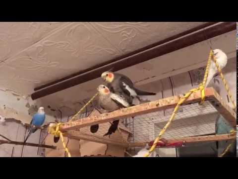 Спаривание корелл, как спариваются нимфы кореллы смотреть онлайн