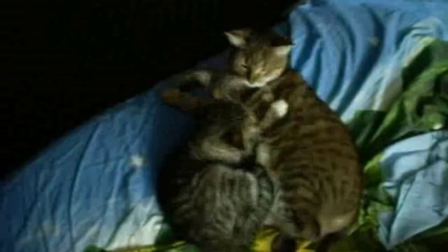 Тёма и Дуся смотреть онлайн