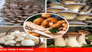 Набор для выращивания грибов Грибной Сезон в домашних условиях отзывы