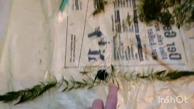 уход за роггалистником смотреть онлайн