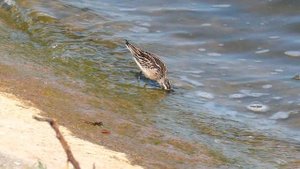 ПРОГУЛКИ С КУЛИКАМИ (4K): Грязовик / Broad-billed sandpiper