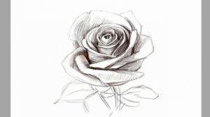 Как нарисовать розу карандашом поэтапно для начинающих