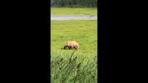 Среда обитания животных: Лошади, утки, овцы, слоны, обезьяны, жирафы