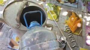 Борьба с пальмовым бурильщиком.