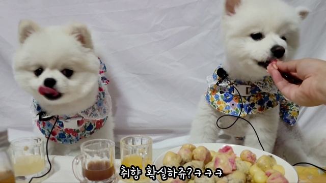 딸기홈런볼 간식 파티 Handmade snacks for dogs.Pomeranian [포메라니안 키우기] смотреть онлайн