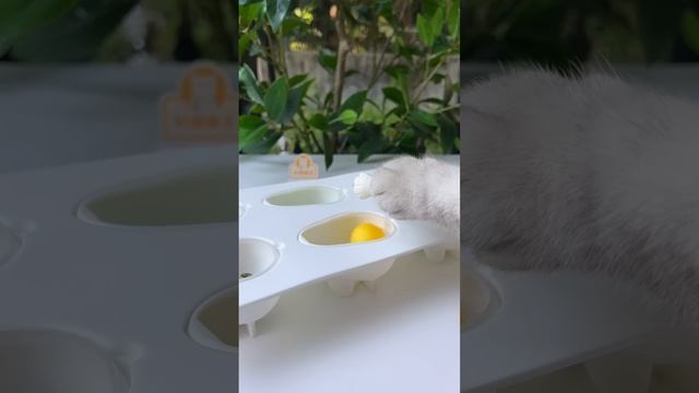 Chef Cat's Best Food Collection To Relax You All Day~?? | Cat Cooking Food | Cute And Funny Cat смотреть онлайн