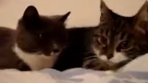 Прикол разговор кота и кошки