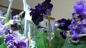 Коллекция цветов стрептокарпусов в Киеве: Юлия Склярова Представляет Коллекцию