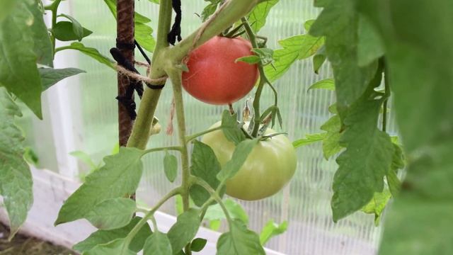 Можно ли есть зеленые помидоры смотреть онлайн