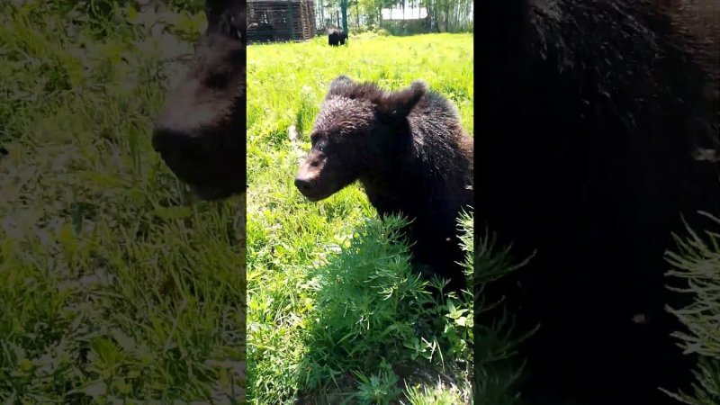 Буржуй сегодня вялый. #медведь #bear