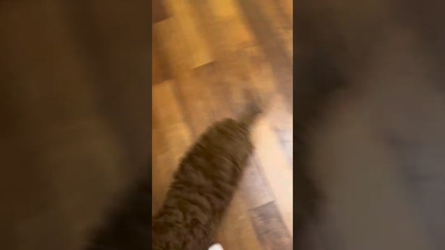 Тедди пудель, девочка , родители импорт Китай. 2.12.23г.р. Скор. 89262681584 смотреть онлайн